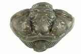 Wide Enrolled Flexicalymene Trilobite - Mt Orab, Ohio #380293-1